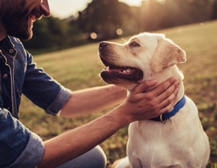 How to Train a Dog to Listen Outdoors
