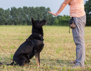 How to Train a Dog to Listen Outdoors