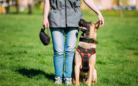 Dog Training in Bradford for Puppies, Obedience & Behaviour