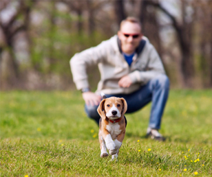 How To Start Puppy Training The First Week Home how-to-start-puppy-training-the-first-week-home